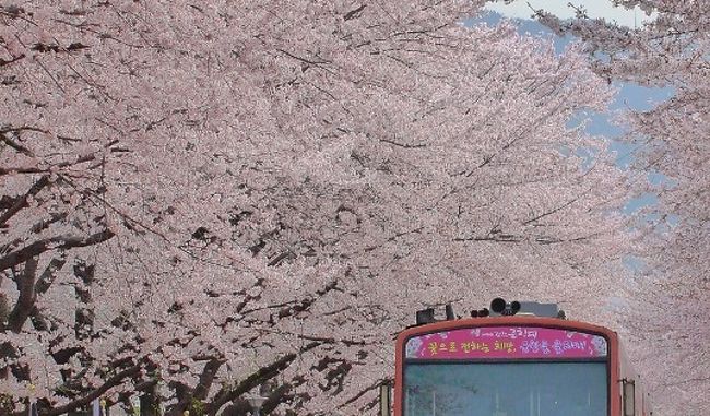 今年もJALのマイルが貯まり<br />ディスカウントマイルと<br />JALカード割引のキャンペーンを利用して<br />11000マイルで特典航空券に交換。<br />昨年5月以来3回目の韓国旅行。<br />桜が満開の<br />春の韓国を満喫して来ました。<br /><br />《part2》<br /><br />【2日目】<br /><br />■地下鉄釜山駅〜西面駅(乗り換え)〜沙上駅<br />■釜山西部バスターミナル〜鎮海市外バスターミナル<br />★軍港祭が開催中の鎮海市街散策<br />★慶和駅の満開の桜観賞<br />■鎮海市外バスターミナル〜地下鉄1号線下端駅<br />■下端駅〜土城駅〜マウルバスで甘川文化村へ<br />★甘川文化村散策<br />★釜山駅3階の食堂街で食事。(焼肉定食&amp;冷麺)<br />    ホテルで休憩(昼寝)<br />★西面のケミチッでナッチポックン<br />★南浦洞ロッテマート食品売場でお買い物<br /><br />《part1》<br />【旅行1日目】<br />☆2階建てバスの釜山シティバス〈BUTI〉乗車<br />☆広安里ビーチ散策<br />☆新世界百貨店センタムシティ店散策<br />☆新世界スパでリラックスタイム編<br /><br />《part3》(ソウルエリアに旅行記掲載)<br />【旅行3〜4日目】<br />☆釜山駅からＫＴＸ乗車<br />☆Nソウルタワー展望<br />☆明洞・弘大エリア散策<br />☆仁川国際空港編も<br /><br />    是非ご覧ください。<br />