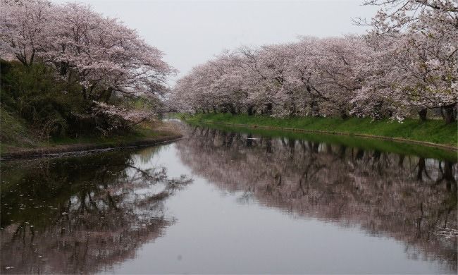 2009年から（株）ブランド総合研究所が実施している「全国都道府県別 魅力度ランキング」<br />我が 茨城県は7年間中2012年だけ46位になりましたが、あとはぜーーんぶ最下位の47位！！ぶっちぎりの最下位！<br />そんな何の魅力も無い県だと思われているらしい茨城県ですが～<br />県内でもさほど知られていないようなすばらしい景色が見られる所、色々あるんだよなぁ。<br />今日は、まずまずの天気の日曜日って事で ダンナと桜見物中心に 素敵な景色をめぐってきました。<br />場所はあちこち、飛んでいるので、旅行記は3部に分けての掲載にします。<br />1 福岡堰の桜編<br />2 小貝川河川敷の菜の花絶景編<br />3 石岡風土記の丘 ピンクに染まる桜の競演編<br />ばかにすんじゃね。こんな景色あるんだべ～。<br />