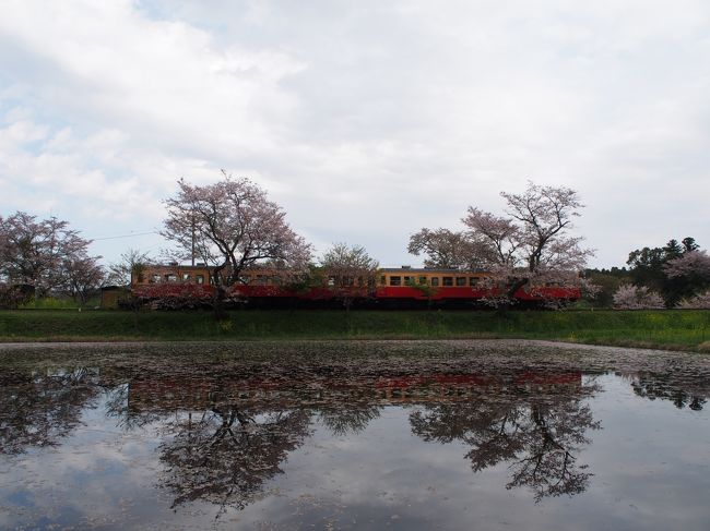 もう、散ってしまってるかな・・と思いながらも今年最後の桜を見に小湊鉄道、飯給駅に行って来ました。