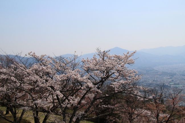美の山公園（蓑山）のソメイヨシノが満開となったので、秩父鉄道親鼻駅から蓑山山頂目指してトレッキングしました。<br />今シーズン初めてのトレッキングだったからか山登りはちょっときつかったですが、満開のソメイヨシノ、枝垂桜などと咲きはじめの山桜を満喫出来ました。復路は和銅黒谷駅へ下山しました。