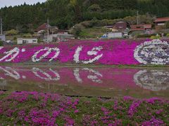 大道理の芝桜を一人で見に出かけました