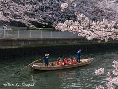 江戸情緒が色濃く残る深川エリアで都会の花見