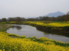 魅力度最下位県だけど～ 素敵な花景色めぐりに行ってきた！小貝川河川敷の菜の花絶景編