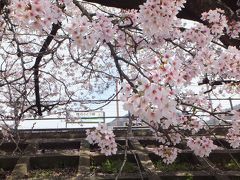 お花見遠征  勝沼の桜と桃