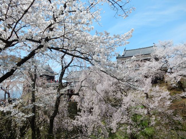 先週末は東京で桜が満開。土日とも少々残念ながら曇り空でしたが、1週間後の週末は長野で晴天の下、桜満開。城と満開の桜が見事マッチしていて、素晴らしい光景でした。<br /><br />---------------------------------------------------------------<br />スケジュール<br /><br />　4月9日　 自宅−（自家用車）−上田菅平IC−上田城　上田城観光　−松代城　松代城観光　−善光寺　<br />　　　　　　善光寺観光　−川中島古戦場−長野IC−自宅<br />　