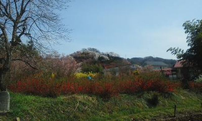 毎年恒例の花見山に桜を見に行きました！<br />