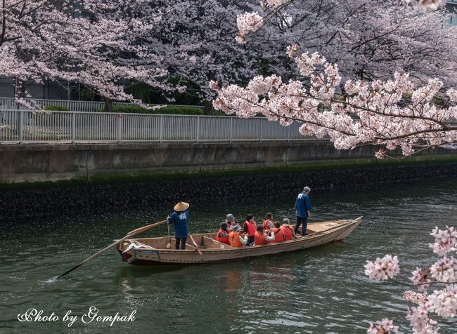 真夜中に起きて鹿沼の古墳の桜を組み合わせた星景写真を撮ったあと、朝食もそこそこに上京。目的は、現役時代の同期入社の連中との2年ぶりの同期会である。<br />せっかくの上京なので、ただ飲んで帰るだけではもったいない、すでに桜は散り始めているが、大都会東京の花見でもしようと、朝早く家を出た。<br />さて、どこに行こうか？　東京の花見の名所というと、どのサイトをみても人気スポット上位は千鳥ヶ淵、目黒川、上野公園と相場が決まっている。しかし人混みが苦手な玄白としては、どこか穴場的スポットはないかと電車の中でネット検索したところ、深川の運河沿いの桜がよさそうだ。手漕ぎの和船に乗って水上から岸辺に咲く桜が楽しめるという。深川界隈は全く土地勘はなく、下調べもろくにしないままのぶっつけ本番の花見である。