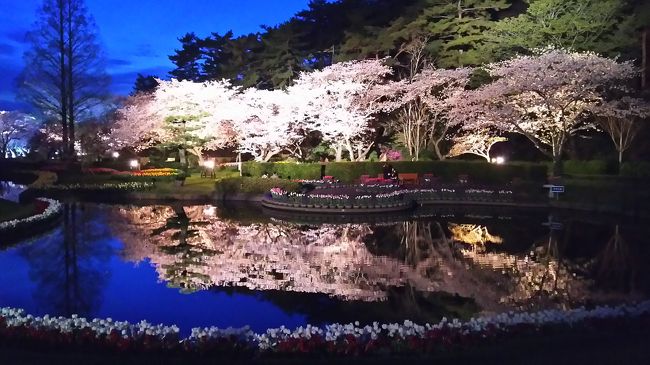 すっかり時期がずれてしまいましたが、今頃桜の旅行記です。<br /><br />友達と浜松フラワーパークでお花見をしてきました。<br />ちゃんと桜を見るのは、久しぶりです。去年は忙しかったからなぁ。<br />夜桜ライトアップもとってもきれいでした。<br />昼の桜も夜の桜も両方楽しんできました。<br />あと隣接する動物園もちょっとだけ(*^^*)