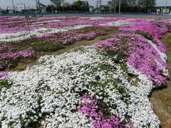 久喜市唯一のシバザクラ園は今年も満開に・・・