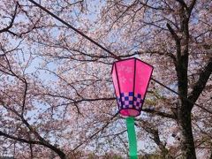 岡山の桜☆井原堤と相原公園と古城山公園で桜を満喫！