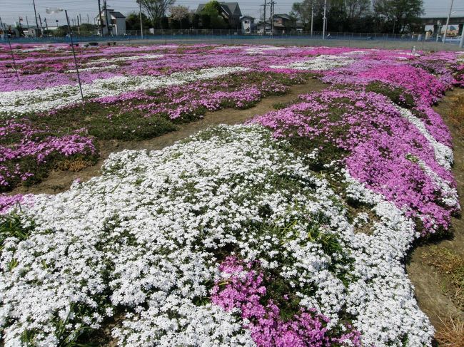 久喜市唯一のシバザクラ園は私設です、知人が丹精込めて手入れをしていてことしも満開に・・・<br /><br />芝桜が見ごろだよと、この芝ざくら園を造っている知人から連絡を頂きながら日程が合わずなかなかお邪魔できませんでしたが、やっと実現しました。<br /><br /><br />