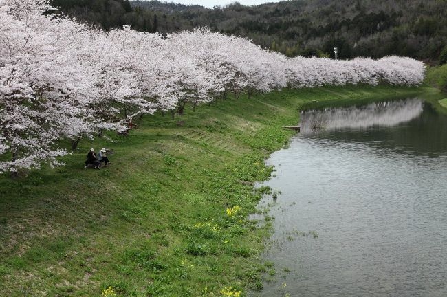 白竜湖スポーツ村公園へお花見に行った。<br />水面に映る、満開の桜と新緑を楽しむ。<br /><br />第２回 白竜湖花火 in だいわ　開催<br /><br />２０１６年４月１６日（土）19：30〜<br /><br />白竜湖に於いて<br /><br />詳細下記参照<br /><br />http://www.city.mihara.hiroshima.jp/uploaded/attachment/33197.pdf<br />