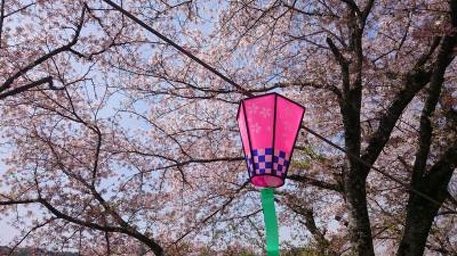 友達４人で、岡山県井原市の井原堤の桜を楽しむ→くららでランチ→相原公園の桜を楽しみ、嫁いらず観音を歩き→鯉屋珈琲で珈琲タイム→笠岡市の古城山の桜を楽しむ<br /><br />というコースで、桜と食を楽しんできました！