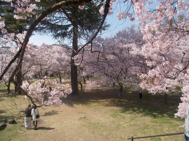 二日目　　宿泊先の志賀高原から、松代、春日城跡、高遠城址公園で、お花見でした。