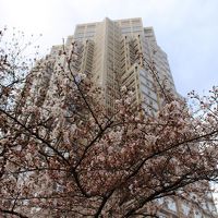 新宿ワシントンホテル周辺の桜