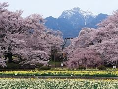 実相寺 神代桜