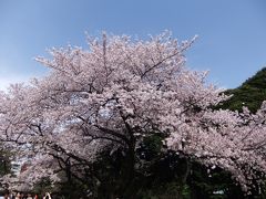 満開の染井吉野が咲いていた新宿御苑