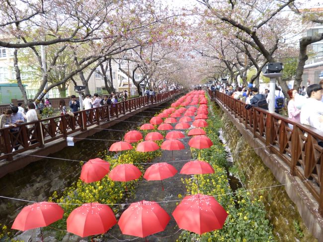 【春の韓国二大祭り　モーゼの奇跡珍島海割れと桜の鎮海軍港祭り　韓国15の見所巡り　４日間】という長～い名前の読売ツアーに参加しました。<br /><br />韓国へ行くのは１年ぶり。<br />【チンド（珍島）】の海割れが見たくて、このツアーを選びました。<br />【チンドの海割れ】は、日本では、天童よしみさんの【珍島物語♪】で広く知られる所となりましたが、私は、10年ほど前に、ある方のブログで知りました。<br />【珍島物語】を知ったのは、もっと後のことでしたが、ずぅ～っと行きたい～と願っていました。<br /><br />今回、申し込んだツアーは、念願の【チンドの海割れ】を見られるだけではなく、とても盛り沢山な内容になっていました。<br />自力で行くとしたら、ゆうに１週間くらいはかかると思われます。<br />それが４日間にギュっと濃縮されていて、かなりハードスケジュールなことは予想できたけど、久しぶりにパッケージツアーに身をゆだねることにしました。<br /><br />１日目　関空　⇒　釜山　⇒　チネ（鎮海）軍港祭り　⇒　スンチョン（順天）湾夕日鑑賞　スンチョン（泊）<br />２日目　スンチョン（順天）ナガンウッソン（楽安邑城）民族村　⇒　モッポ（木浦）ユダル（儒達）山　⇒　チンド（珍島）海割れ　⇒　クァンジュ（光州）（泊）<br />３日目　クァンジュ（光州）　⇒　チンジュ（晋州）　⇒　釜山（泊）<br />４日目　釜山　⇒　関空　　<br />