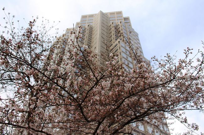 次男の東京農工大学進学に伴いアパート探しに東京へ、新宿ワシントンホテルに宿泊したので新宿周辺の桜探索をしました。