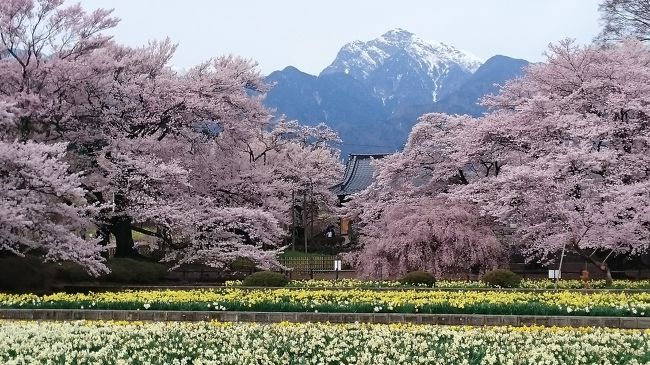 北杜市 枝垂桜で有名 !!<br />バックに甲斐駒ヶ岳が見える