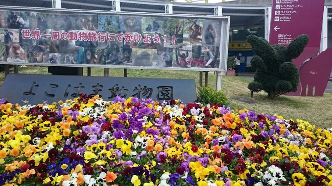 ４月上旬はちょうど桜も満開だろうということで、動物好きの二人はお花見をして、動物も見て癒されようということで訪れました。<br />ズーラシアは緑がいっぱいで、花も桜だけでなく、菜の花、ユキヤナギ、レンギョウ等々も咲いていた。また、園内は広く、ちょっとしたハイキング気分も味わえ、この時期に行ったのは正解でした。<br />もちろん、動物にもたくさん会えて満足でした。<br /><br />その後に行って夕食をとったイタリアンもリーズナブルでこちらも満足しました。<br /><br />http://www2.zoorasia.org/  ズーラシア<br /><br />http://www.teresa-it.com/　トラットリア・ダ・テレーサ