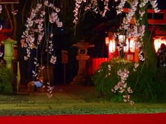 堀川通の静かな寺社で今年の桜を目いっぱい堪能！