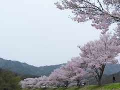 道の駅アグリステーションなぐらの桜