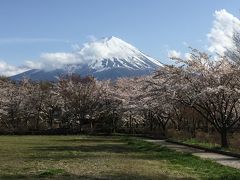 クロスバイクで河口湖1周の旅！桜も満開でした！