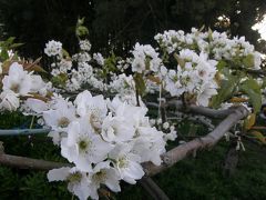  早朝ウォーキングコース沿いに咲く花達・・・⑦今年最後の桜を求めて、前夜の強風で・・・地元の特産、梨の花が満開でした
