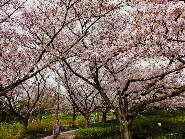 高松市一の絶景地とは、屋島からの眺望を上回る瀬戸内海の景色が広がる石清尾山(いわせおやま・232.4m)で、ミシュラン・グリーンガイド・ジャポンで三ツ星を獲得した庭園「栗林公園」の借景・紫雲山(170m)を擁す石清尾山塊の主峰。<br /><br />石清尾山塊の尾根や斜面には、4〜7世紀に築造された225基にも及ぶ古墳が点在する。中には墳丘に石棺が露わになった前方後円墳や双方中円墳等、変わった古墳もある。<br />石清尾山の中腹から山頂周辺は、アスレチックやキャンプ場のある「峰山公園」となっているが、園内には約800本の桜が咲く。ここの桜の開花時期は長く、花散らしの雨さえ降らなければ、4月半ば過ぎまで咲いている。これは高松城跡に咲く約150本のソメイヨシノも同様。但し、今年(2016年)は先週、花散らしの雨が降ったので、ソメイヨシノは既に散っている。が、峰山公園の桜園北側通路の御衣黄桜はまだ楽しめるという。<br /><br />高松城跡の天守台は2013年まで修復工事を行っていたため、立ち入ることはできなかったが、近年、天守閣の再建も考えられているらしい。できれば大洲城のように昔の工法で再建して貰いたい。<br />天守閣がないとは言え、二基の櫓は戦災を逃れて残っているので、城マニアもある程度楽しめるものと思う。<br />その内の一基が移築される前にあった旧櫓跡から延びる巨大な石垣は、「アルファあなぶきホール」の建物下を貫いており、隠れた見所と言える。<br /><br />栗林公園は日本三名園に勝るとも劣らない名勝で、23万坪に約350本の桜(開花期は4月上旬まで)、約200本の梅、約2,300本のツツジ、約3,000株の花菖蒲等が咲くが、景観的特徴は、池や湖の占める面積が比較的広く、それらに浮く数々の小島や架けられた木橋が添景となっている。<br /><br />以上、三ヶ所の行楽地の内、入園料は峰山公園以外有料だが、高松城跡(玉藻公園)は正月三が日と子供の日、栗林公園は元旦と開園記念日の3月16日は無料となる。但し、栗林公園の駐車場は有料。<br />高松城跡の駐車場(無料)は狭いため、休日は午前中の早い時間帯に行かないと駐車できない。<br />峰山公園へのバスの便はないが、ハイカーならＪＲ栗林公園北口駅や昭和町駅から歩いても造作ない。但し、麓から上がる登山道の整備状態は未確認。<br />峰山公園の古墳巡りをする場合、高松市教育委員会や市の観光部署に連絡すると、等高線入りの詳細な探訪コースマップを郵送してくれる。<br /><br />［各問合せ先］<br />峰山公園TEL:087-834-7297・利用時間が9~17時の駐車場があるので要注意。<br />玉藻公園管理事務所TEL:087-851-1521<br />栗林公園観光事務所TEL:087-833-7411<br /><br />［1日目］<br />まずは高松城跡へ向かったが、駐車場に車の行列ができていたので、仕方なく、福岡町三丁目のイオンの駐車場に駐車して歩いた。勿論、戻ってから買い物をすることを前提に。<br />高松城跡の城内を一通り見て回った後、鹿櫓跡から旧艮(うしとら)櫓跡へと続く石垣があなぶきホールを貫いているのが確認できたので、一旦水城通りを挟んだ北にある報時塔を見学してから、外の車道を回って艮櫓跡へと行き、石垣を見学し、イオンへ戻り、宿(ＨＩＳサイトで予約するとシングル3,000円程度だった和室のビジネスホテル「ホテル・パークイン」)で飲食する食品を購入した。<br /><br />［2日目］<br />パークインから栗林公園はすぐだが、ホテル側の厚意で、チェックアウト後も公園を探訪時は午前中、駐車ＯＫということだったので、徒歩で向った。<br />高松城跡と距離と標高もさほど変わらないのに、栗林公園の桜は殆どが葉桜になっていた。<br />園内は時計回りに巡った。<br /><br />パークインに戻ってからは峰山公園に移動し、第二駐車場に駐車。桜並木を通って紫雲山から稲荷山(166m)と室山(199.8m)を往復した後、再び峰山公園東の尾根に戻り、石船塚古墳墳丘の露になった石棺を見学、双方中円墳の鏡塚古墳、前方後円墳の北大塚古墳へと登った後、斜面を下りて薬師堂、四国庵へと進み、アスレチック沿いの道を石清尾山山頂へと。<br /><br />帰路は尾根を南に下り、水源池跡、盗掘で竪穴式石室が崩れている双方中円墳・猫塚古墳、前方後円墳の姫塚古墳、小塚古墳と終始尾根道を辿り、駐車場へと戻った。<br />尾根上の古墳はどれも玄室が開口していないため、この回遊コースは遺跡ファンよりもハイキング愛好家向けだろう。<br />詳しいコースガイドやコース図は<br />http://www.yamakei-online.com/cl_record/detail.php?id=24815