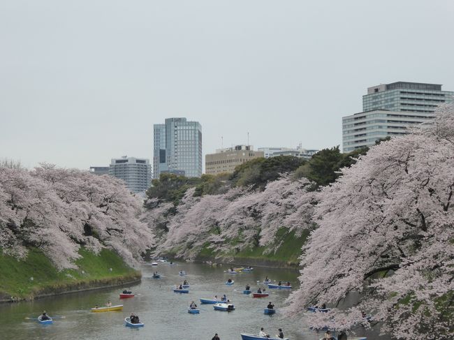 2016年4月2日、<br />千鳥ヶ淵へ行きました♪<br /><br />まずは半蔵門駅からスタート。<br />千鳥ヶ淵に沿ってゆったりと歩く。<br />こぼれるように咲き誇るソメイヨシノサクラ。<br />水にたたえたお堀へピンクのナイアガラ滝のよう。<br />これぞ、東京を代表する桜スポット。<br />それにしても外国観光客が多いこと。<br />本当に多く、びっくり。<br />この時期に合わせてやっくるのがほとんどで<br />まさに国際花見様相。<br />ゆったりと桜を眺めて♪