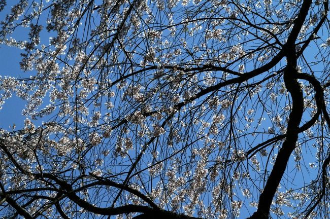 桜舞う吉野の桜を見たくなり、旅行計画を立てました。できれば吉野に宿をとり、旅行客の少ない早朝から桜風景を楽しみたかったのですが、年明け早々からの申し込みでも桜の時期はどの宿も満室状態。そこで京都に泊まって美食の京料理を楽しみながら吉野に向かうこととしました。<br />旅行客の多い４月の京都の宿を確実に確保するため、WEB限定、春得のJR東海ツアーズの個人旅行（からすま京都ホテル２泊、往復のぞみグリーン車。１人４２，６００円）に申し込みをしました。