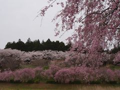 魅力度最下位県だけど～ 素敵な花景色めぐりに行ってきた！石岡風土記の丘 ピンクに染まる桜の競演編