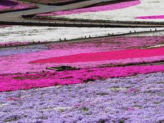 【花】芝桜まつり2016＠秩父 羊山公園 芝桜の丘