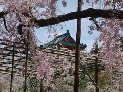 平安神宮神苑に枝垂桜を見に。満開絶頂で，あたかも天国のようでした。