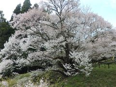 何とか間に合った～。樹齢1000年の桜は迫力満点！ありがとう～の気持ちでいっぱいです。