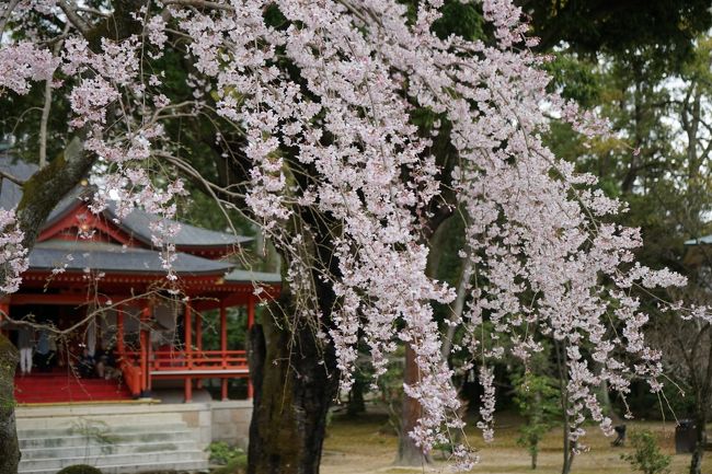 レンタサイクル（電動アシスト）での嵐山・嵯峨野巡りの続き(第３弾）です。京都へは年2～3回訪れているのですがこの辺りは本当に久しぶりの訪問です。<br /><br />愛宕念仏寺から移動して⑫大覚寺、覚勝院→⑬清凉寺<br />ここで痛恨のミス。自転車の前カゴにカメラ（α7）をいれて走ってしまったのですがＳＤカードが外れてしまったようで、ここから翌日の写真はすべて保存されておらず・・・・<br />ちなみにこの日は⑭車折神社⑮鹿王院 参拝してホテルへ<br />