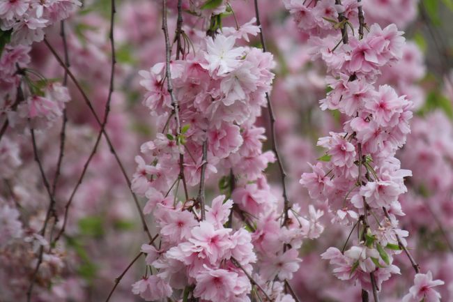 　毎年行こうと思いながら行く機会がなかった造幣局桜の通り抜けに行ってきました。<br />　今年の通り抜け開催日は平成28年4月8日（金曜日）から4月14日（木曜日）までの7日間 で、終ってしましましたが4月12日は７，8分咲きでつぼみの桜も多々ありました。<br />　桜の種類はたくさんあることは認識していましたがこれほどあるとは思いませんでした。<br /><br />　今年の桜は133種349本です。すべての種類は写せませんでした。<br />　今年の花は「牡丹（ぼたん）」です。 <br />　因みに当日4月12日（火曜日）の入場者数は 106,860人 で1週間の入場者数は702,270人でした。