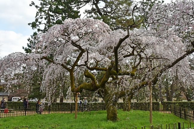 大徳寺の石庭３個所を見物した後、友人とタクシーで御所へ。蛤御門から入って、左手に進んで行くと近衛邸跡が現れる。開花の遅かった今年の桜の中で、ここの糸桜（しだれ桜）だけが丁度見頃を迎えていた。<br /><br />前日の甲子園応援後の神戸での飲み会で、その前日に京都へ花見に行ったという友人が、「御所のしだれ桜しか咲いていなかった」と言っていたので、急遽予定に加えたという経緯がある。折角京都まで来たので、見頃の桜があれば行ってみたくなるのは人情だ。<br /><br />まだ咲いている所が少ないので、滞在日が限られる外人が多かったように見えるのは、気のせいか。そういう当方も、この日しか京都にはいないのだ（笑）。<br /><br />