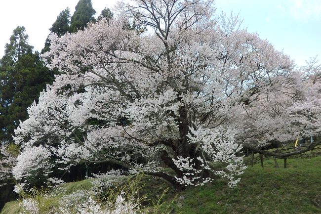 いつも急のお誘いになってしまう私の奈良行きの予定。<br />今回もお知らせしたのは出かける3日ほど前なのですが、JOECOOLさんとガブリエラさんがつきあってくださり、樹齢1000年の桜を見に宇陀へひた走ってくださいました。<br /><br />咲いている桜に感謝、一緒に行ってくださった二人に感謝の旅行記です。
