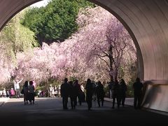 枝垂れ桜のMIHO MUSEUM特別展「KAZARI」