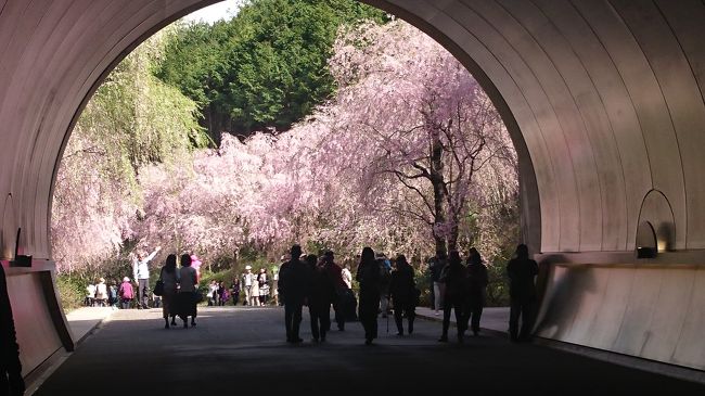 滋賀の山の中にあるMIHO MUSEUM。毎年何度か展覧会を観に行ってますが桜の季節には行ったことがありませんでした。今回桜が満開との情報を得たので桜と特別展「KAZARI」-信仰と祭りのエネルギー-を観に行くことにしました。<br />するっと関西３DAYチケットはあと一回分残っていましたが、神戸から行くには時間がかかり過ぎるのでJRの新快速で石山まで直行、そこからバスに乗って行きました。桜は散り始めていて既に葉桜になっている木もありましたが、まだ綺麗でした。特別展は期待以上の内容でとても楽しめました。展示替えが頻繁に行われているようで全部が見られないのが残念です。何度か来れば良いのでしょうがアクセスが悪いのであまり来れません。<br />桜の季節だったので普段より日本人比率が高かったように感じました。