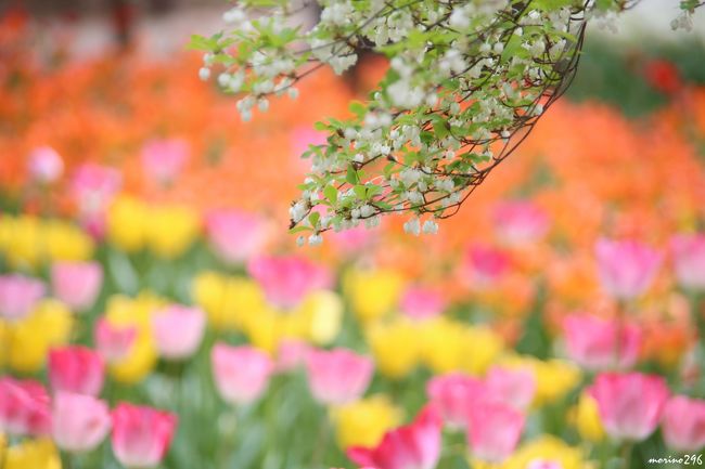 よこはま花と緑のスプリングフェアは、毎年春に横浜公園と山下公園を舞台に開催されていて、今年は第３８回を迎えます。<br />今回は、来年３月に開催される「第３３回全国都市緑化よこはまフェア」のプレイベントとして、「花と人の輪 横浜から広がる」をテーマに、横浜公園に６９品種１６万本のチューリップが植えられているそうです。<br />この日は、チューリップまつり開催２日前でしたが、一足お先にフレッシュなチューリップを楽しませてもらいました。<br />