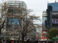 ２０１６年桜を満喫～東京へ①渋谷～吉祥寺～新宿