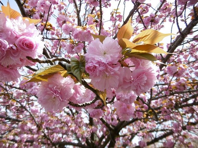 前から行きたかった大阪造幣局の通り抜けの桜（八重桜）晴天に恵まれ最高のお花見日和でした。<br />１週間限定なので、土日は避け正解でした。<br />日帰りバスツアーですが、４５名で満車、友人６人とお花見して、道頓堀散策して楽しんで来ました。
