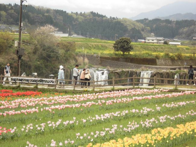 　毎年春になると花を見にあちこちにドライブします。今年は何となく天気がぱっとしない日が多くて桜の時期を少し外していました。ちょうど計画していた日にお客さんがあったりして､なかなか行けずにいるうちに満開を過ぎてしまいました。それでも緒方のチューリップフェアには何とか行くことが出来ました。<br /><br />　緒方の原尻の滝周辺の道の駅をめぐって、花を見たり買い物をしたりして楽しみました。勿論美味しいランチもいただきました。<br /><br />