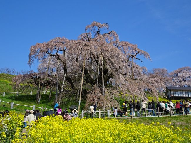 ２週間前に，日本三大桜の一つ『実相寺の山高神代桜』を見てから，『三春の滝桜』も見たくなって，日帰りで行って来ました<br /><br />数日前から，開花状況と天気予報をチェックして，「よし，天気は良さそうだし行くなら明日しかチャンスがない！」と，前日に作戦決行！？を決めました<br /><br />滝桜だけじゃなくて，『福聚寺』も御参拝です<br />このお寺は，芥川賞を受賞した玄侑宗久さんが住職を務めていて，三春に来たからには寄りたかったお寺でした<br /><br /><br />※ 開花情報やライブカメラは，三春町のホームページにアップしていました<br />http://www.town.miharu.fukushima.jp/<br /><br />※ 芥川賞作家・僧侶「玄侑宗久さん」の公式サイト<br />http://genyu-sokyu.com/