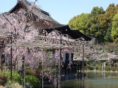 枝垂桜を求めて，平安神宮神苑の栖鳳池をひとめぐり。別世界ですね。