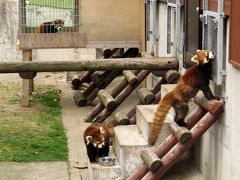 春のレッサーパンダ紀行【８】 秋田市大森山動物園　素晴らしい・・・白内障のユウタ君のための素敵な出窓 ＋ ゴマフ赤ちゃんに会いにＧＡＯへ