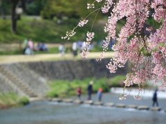 京都を歩く(239) 紅枝垂桜の名所　上賀茂神社から半木の道へ